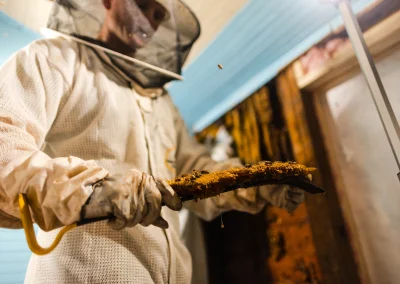 A beekeeper in a protective suit holding a frame of honeycomb.